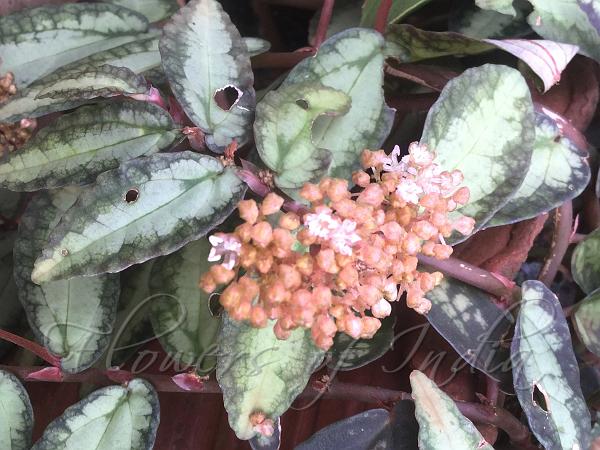 Wavy Watermelon Begonia